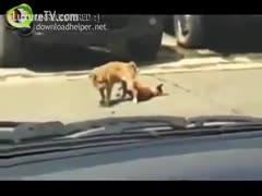 Driver captures uncommon movie scene of 2 dogs knotted jointly
